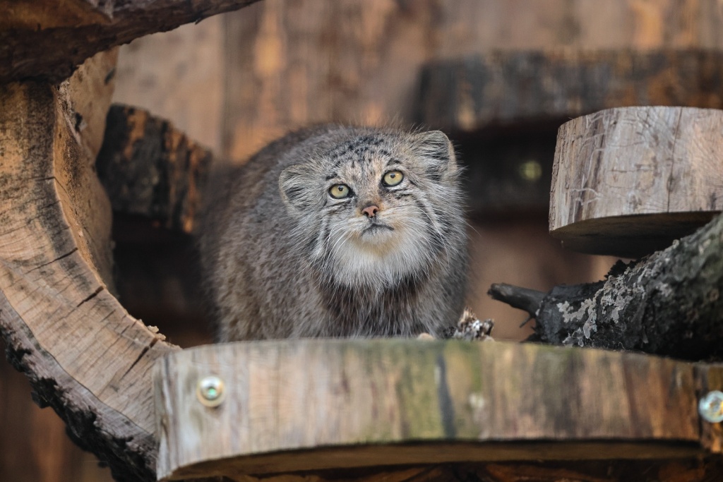 Правообладатель: Ленинградский зоопарк.