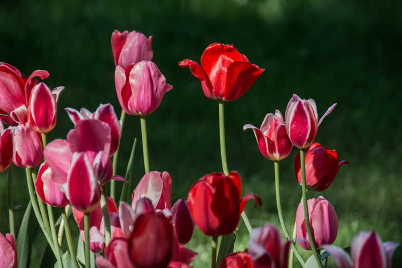 Фестиваль тюльпанов на Елагином острове в 2021. Фото: Ирина Иванова
