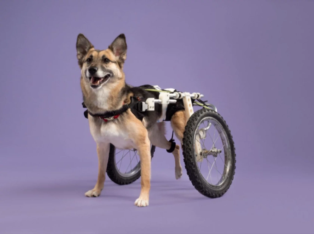 Один из питомцев приюта «Особый друг». Фото: vk.com/animalfondru