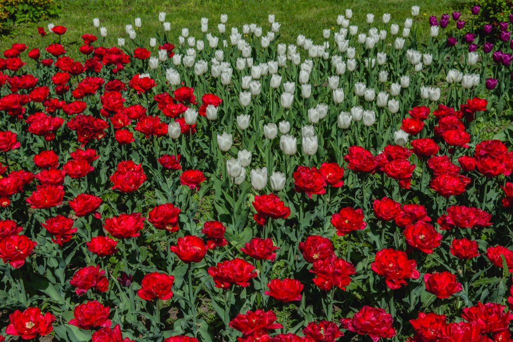 Фестиваль тюльпанов на Елагином острове. 2023 г. Фото: Ирина Иванова