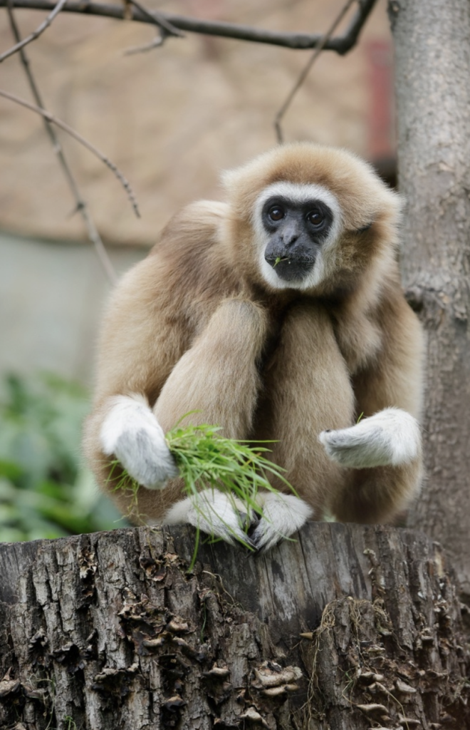 Фото: vk.com/spbzoopark.