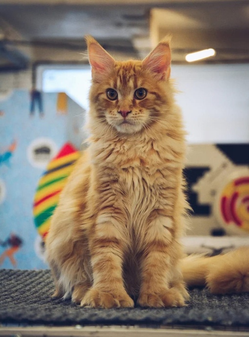 Фото: kaverafisha.ru.