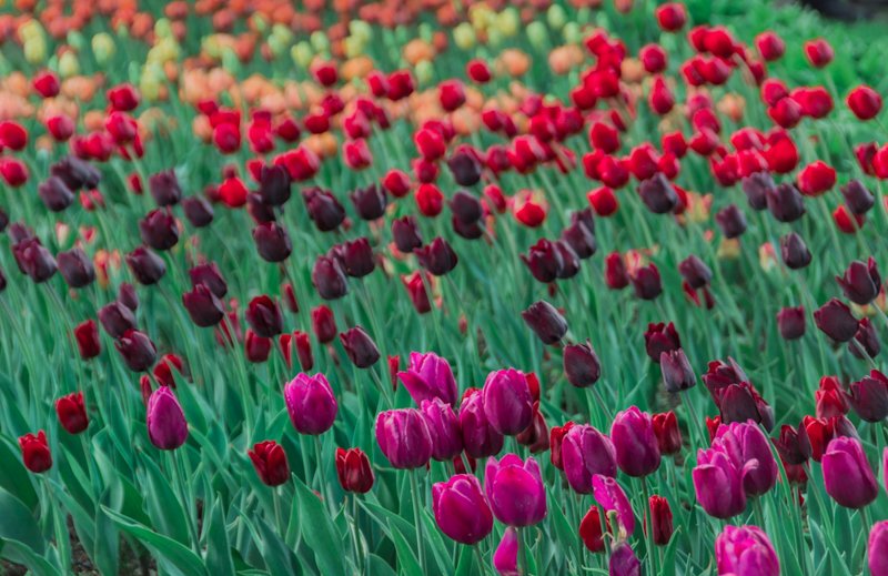 865-photo_by_Ivanova_Irina_тюльпаны_Елагин остров-8379.jpg