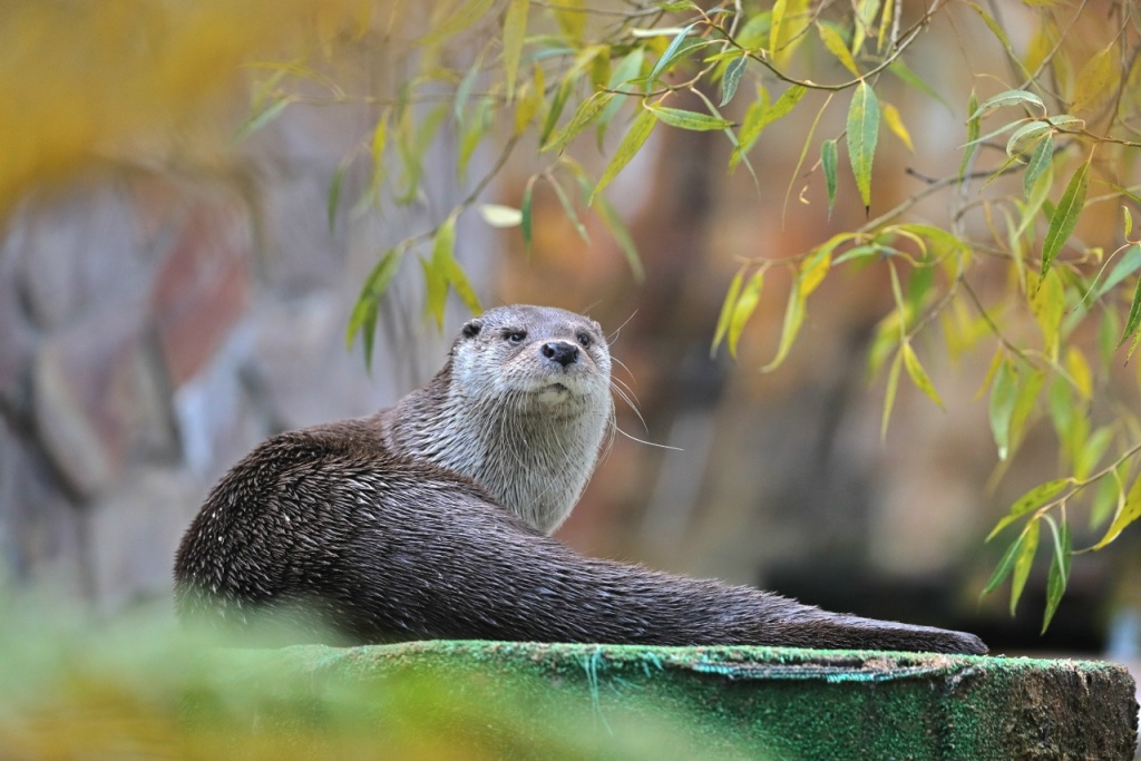 Фото: vk.com/spbzoopark. Правообладатель: Ленинградский зоологический парк. N7zYdE_imvwqzuEKdyxf1Nt1R3DHWIeIkJXgKg4Syg9eRrb2ipHV3gPkcw9whM_0yGJZDGH-o_YtAGZqscRwU83S.jpg