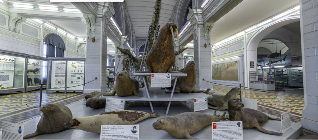 Семейство моржовых. Фото: Зоологический музей, www.zin.ru.