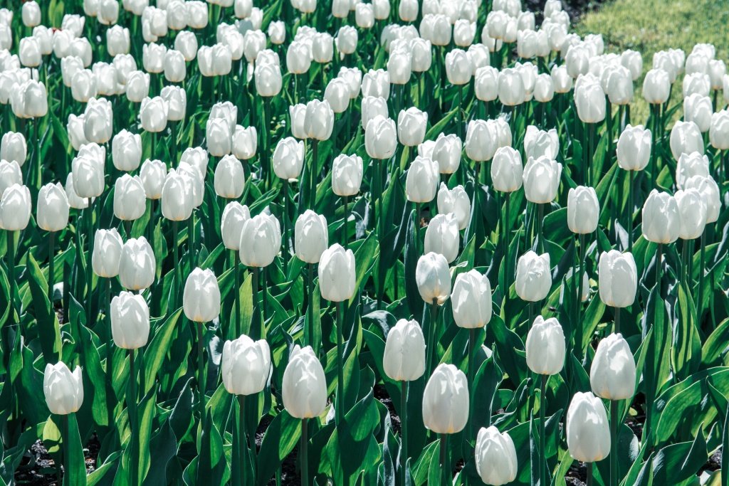 Фестиваль тюльпанов на Елагином острове. 2023 г. Фото: Ирина Иванова