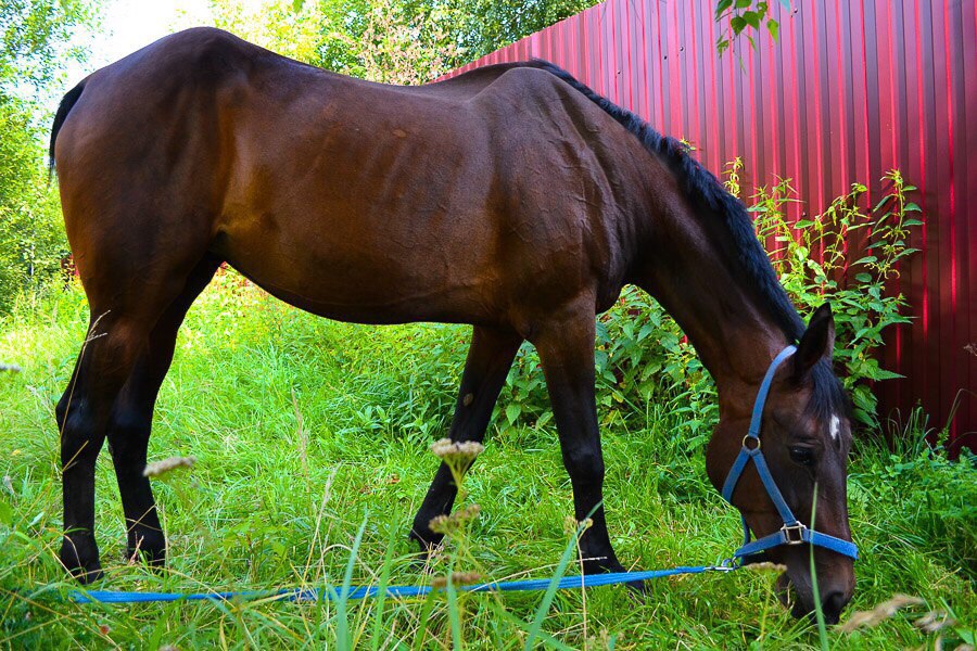 Лошадка из приюта. Фото: https://vk.com/priutellina