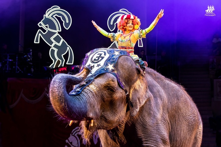 Международный фестиваль циркового искусства «Без границ» 2023. Фото: vk.com/bezgranits.circus