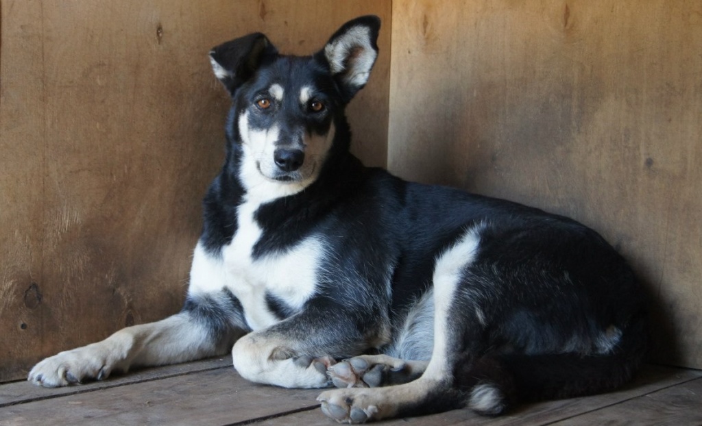 Питомец приюта «Ильинка» в поисках своего дома. Фото: vk.com/domdog