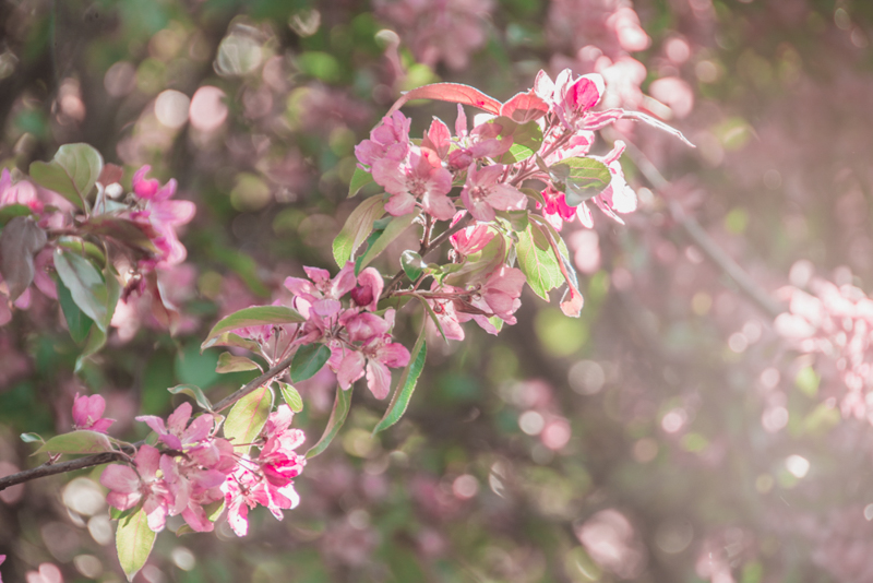 Фестиваль тюльпанов на Елагином острове в 2021. Фото: Ирина Иванова