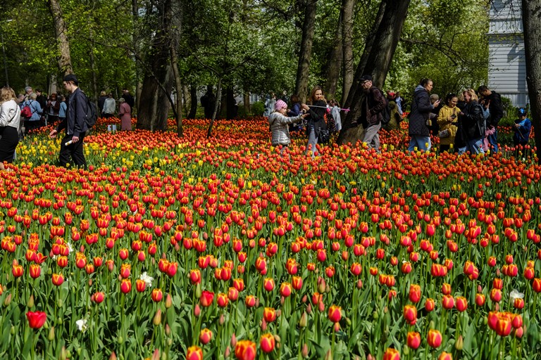 Фестиваль тюльпанов на Елагином острове. Фото предоставлено пресс-службой ЦПКиО им. С.М. Кирова. Автор Анна Данилова. Правообладатель: ЦПКиО им. С.М. Кирова.