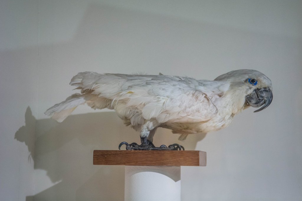 Народный музей «А музы не молчали…». Фото - Ирина Иванова-7178.jpg