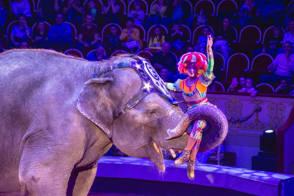 II Фестиваль циркового искусства «Без границ». Фото: Ирина Иванова.