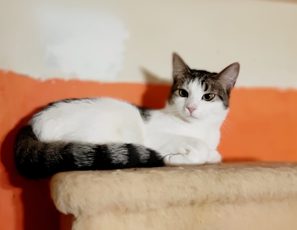 Питомец «Мурзилки СПб» в поисках дома. Фото: vk.com/murzilki_spb 