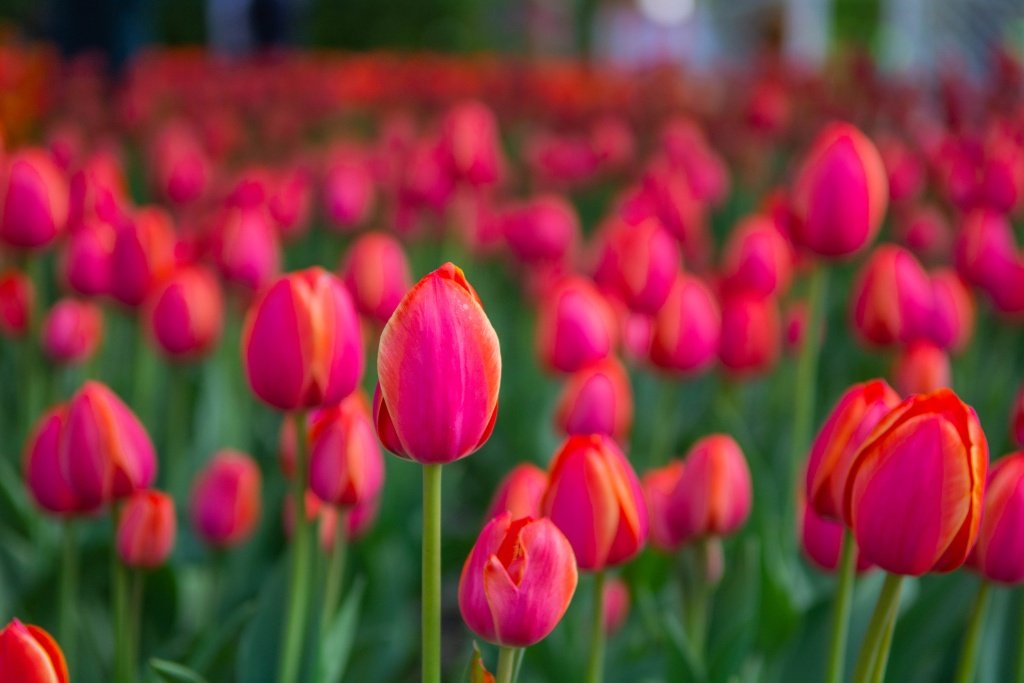 Фестиваль тюльпанов на Елагином острове. 2023 г. Фото: Ирина Иванова