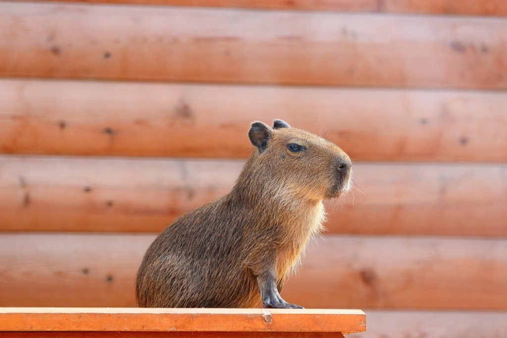 Фото: spbzoo.ru lureey3-rms.jpg