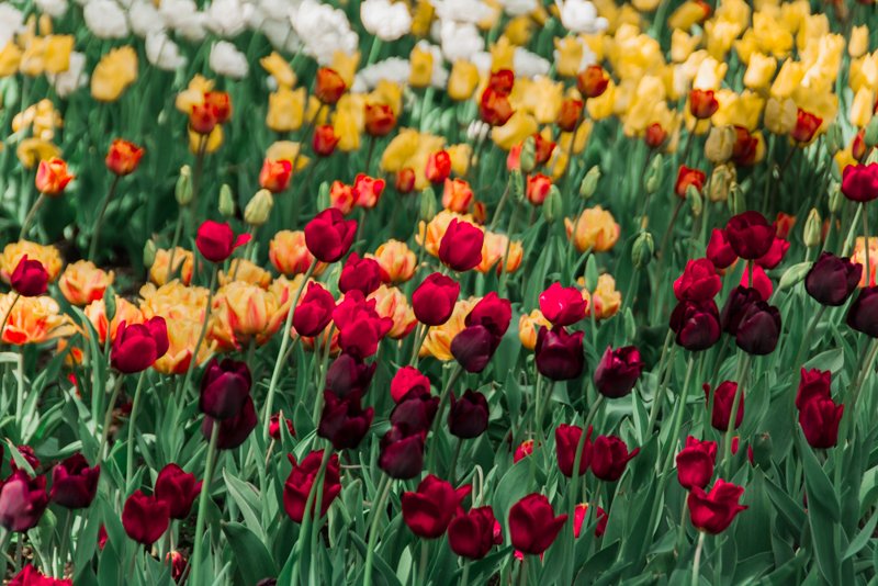 Фестиваль тюльпанов на Елагином острове в 2021. Фото: Ирина Иванова