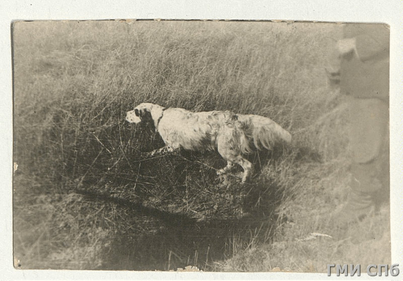 Пират, английский сеттер КП 380902_01584_osn_001.JPG