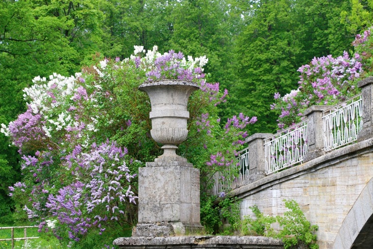 «Сиреневый променад». Источник: vk.com/pavlovskpalaceandpark. Правообладатель: vk.com/pavlovskpalaceandpark.