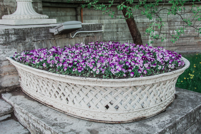 Фестиваль тюльпанов на Елагином острове в 2021. Фото: Ирина Иванова