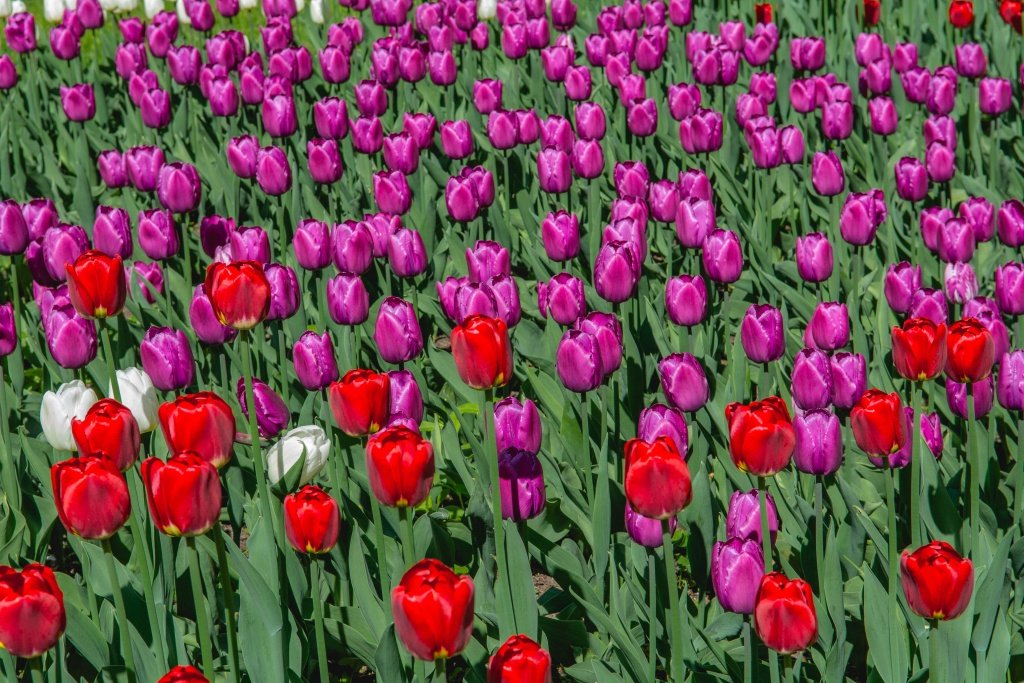 Фиолетовый цвет ассоциируется с богатством и королевской властью в древние времена, когда создание пурпурного красителя требовало больших усилий и затрат, которые могли себе позволить только очень богатые люди. Фото: Ирина Иванова