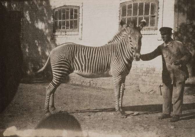 Правообладатель: РОСФОТО, rosphoto.org.