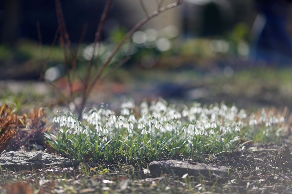 На опушках и полянах Парка-дендрария Ботанического сада Петра Великого распустились ковры первоцветов. На опушках и полянах Парка-дендрария Ботанического сада Петра Великого распустились ковры первоцветов.