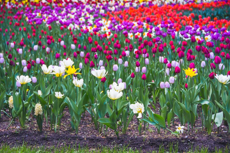 Фестиваль тюльпанов на Елагином острове в 2021. Фото: Ирина Иванова