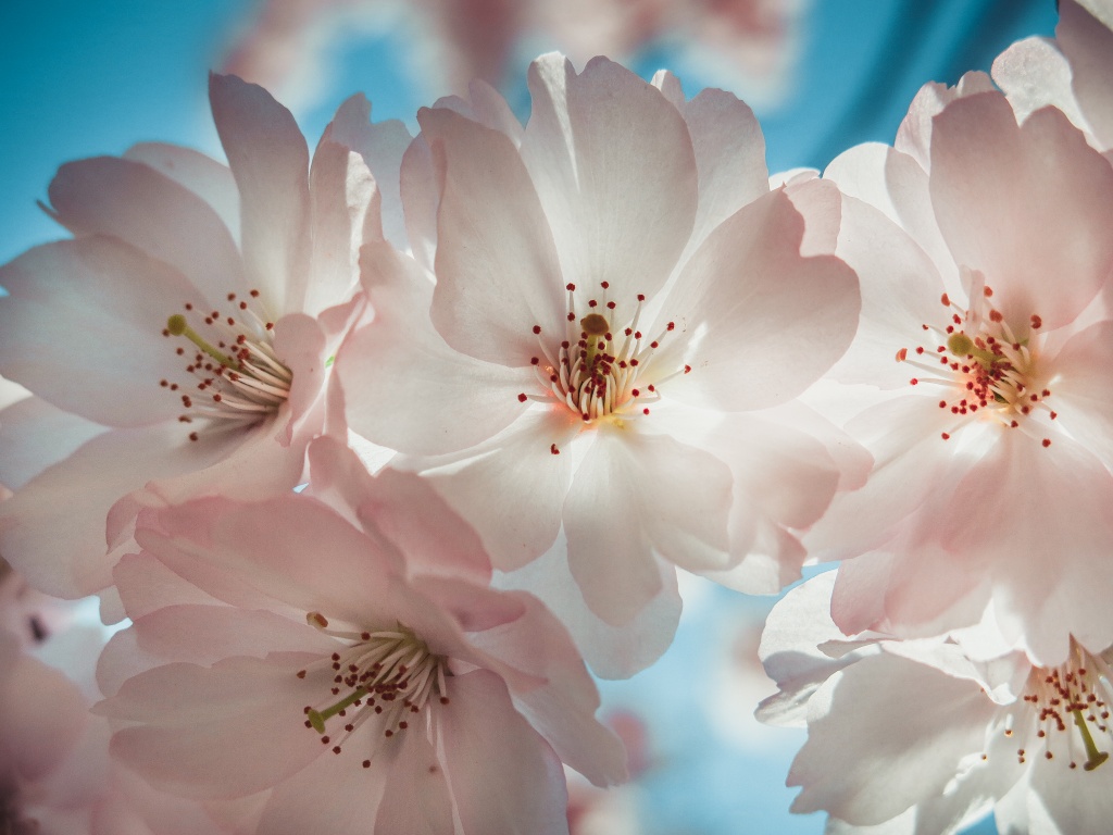 Сакура в Саду дружбы. Фото: Ирина Иванова. Правообладатель: Институт культурных программ.