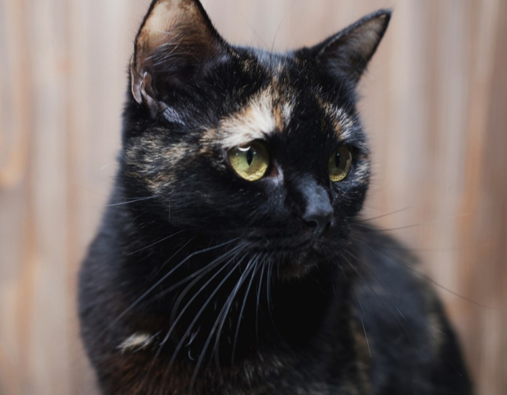 Питомец приюта «Убежище». Фото: vk.com/ubezz